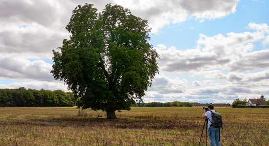 Les Arbres Remarquables Deure Et Loir Un Patrimoine Naturel Valoriser Echosciences